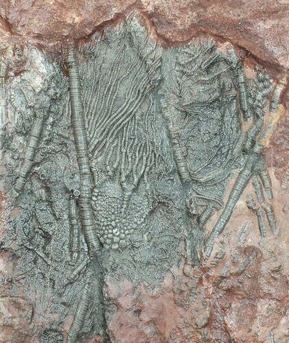 Moroccan Crinoid (Scyphocrinites) Plate #56220